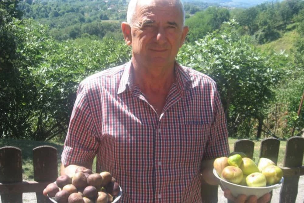 Majevičke smokve sočne i ukusne