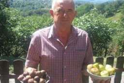 Majevičke smokve sočne i ukusne