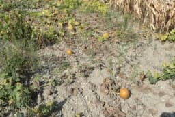 Suša spžila njive u Srpskoj