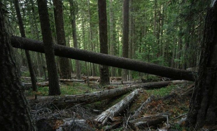 Bespravno posjekli 11 metara kubnih smrče