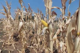 7 grešaka koje utiču na to da suša uništi usjeve