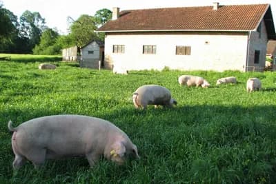 Na nekim farmama prasići već razgrabljeni