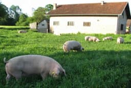 Srozana cijena prasića i jagnjadi