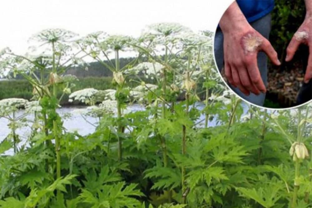 Ako vidite ovu biljku pobrinite se da je ne dotaknete