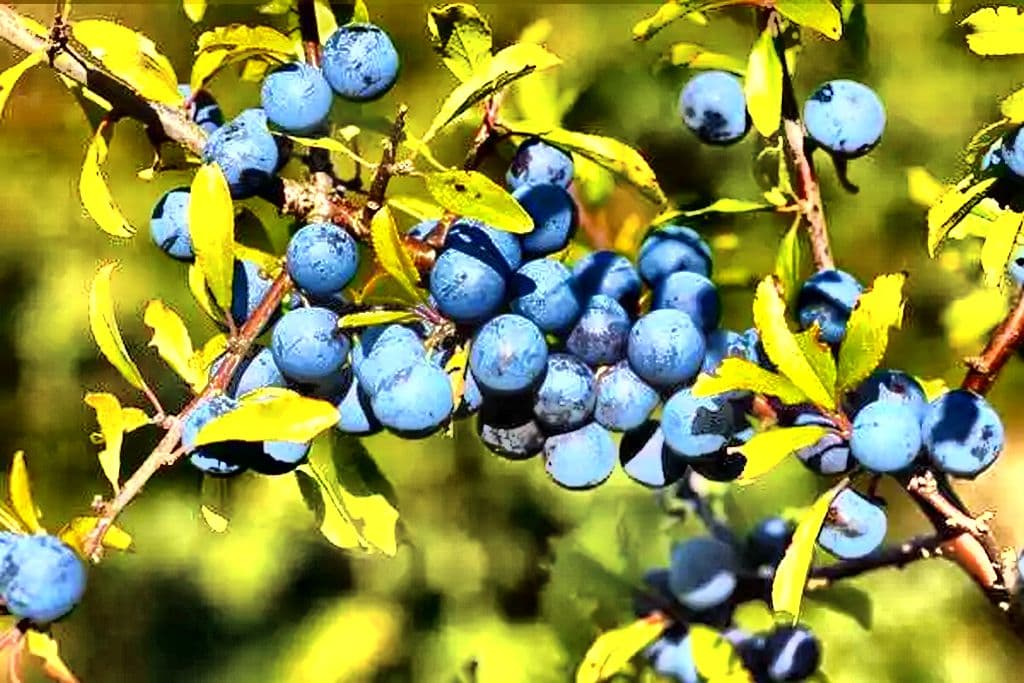 Kako napraviti ljekoviti SOK OD TRNJINA