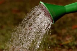 10 zlatnih pravila zalijevanja