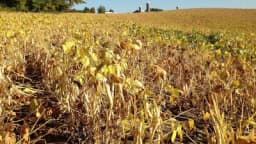 Greške u proizvodnji pasulja