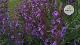 Biljke koje smanjuju prekomjerno znojenje