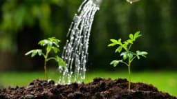 Potrebe povrća za vodom