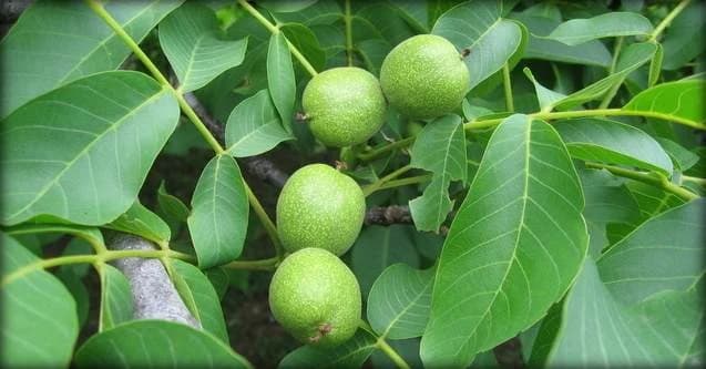 MLADI ORAH: Ljekovita svojstva