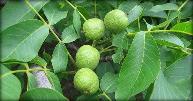 Rezidba oraha određuje brojnost i kvalitet ploda