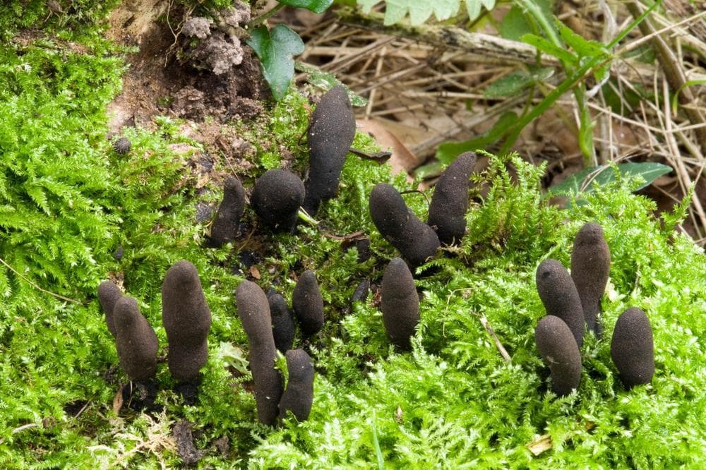 MRTVAČKI ILI ĐAVOLJI PRSTI: Jezive gljive koje nipošto ne smijete brati