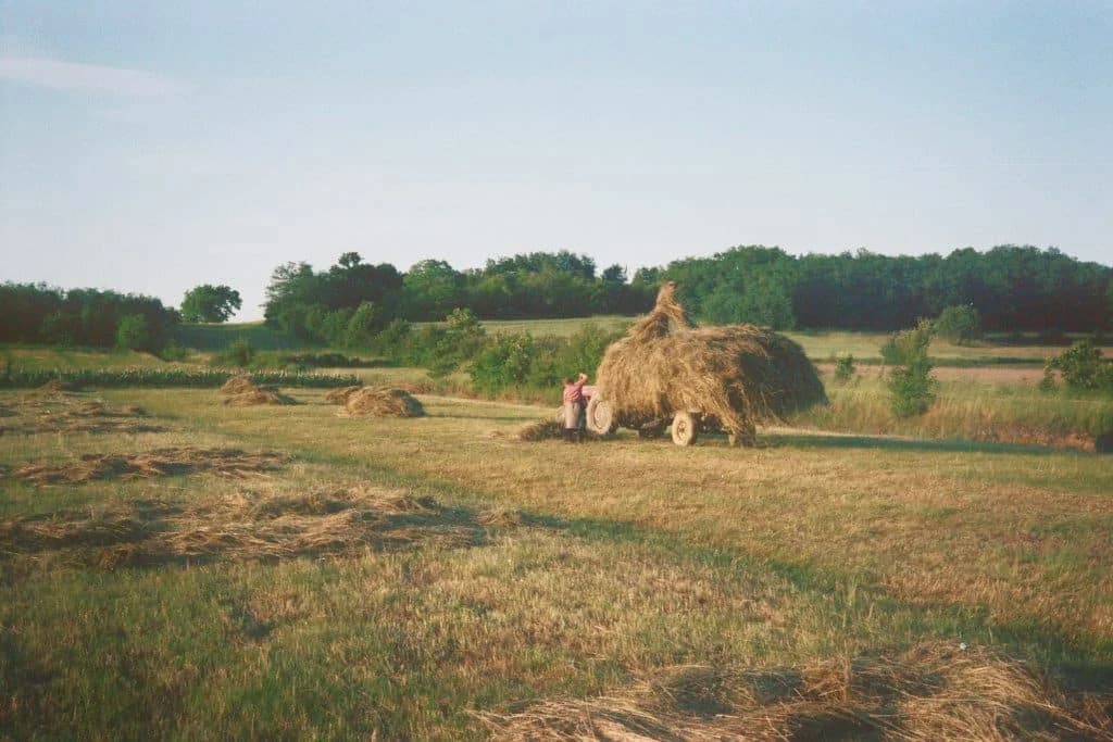 U BiH se sadi i proizvodi sve manje žitarica, povrća, ali i voća