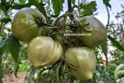 Pravilno i redovno đubrenje paradajza je neophodno za dobar prinos