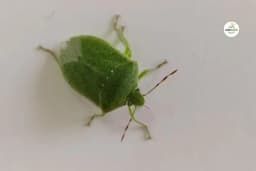 Smrdibuba: Povrtna stjenica sisa plodove pred samu berbu - kako je suzbiti