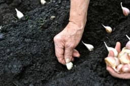 Ovo su ključne stvari koje morate znati o sadnji OZIMOG BIJELOG LUKA!