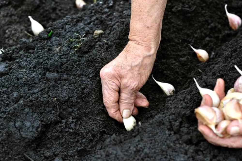 ČEŠNJAK - BIJELI LUK