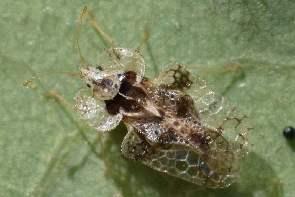 hrastova stjenica