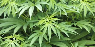 Druga strana legalizacije kanabisa: Mjere štednje i otkazi