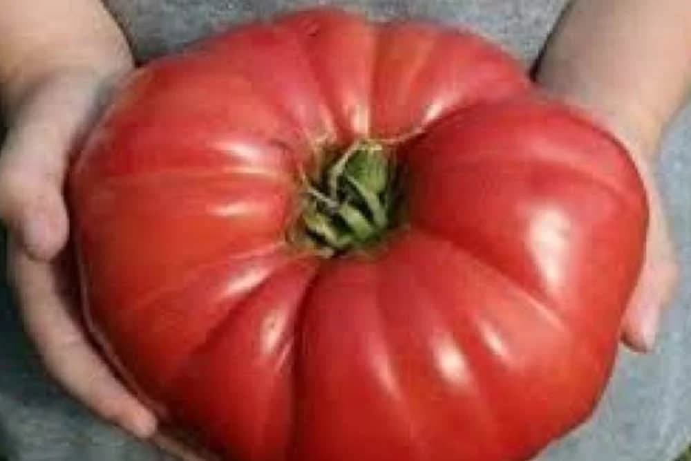 Paradajz iz njenog vrta raste poput gljiva ludara: Sada je otkrila neotkrivenu tajnu kako imati ogroman paradajz