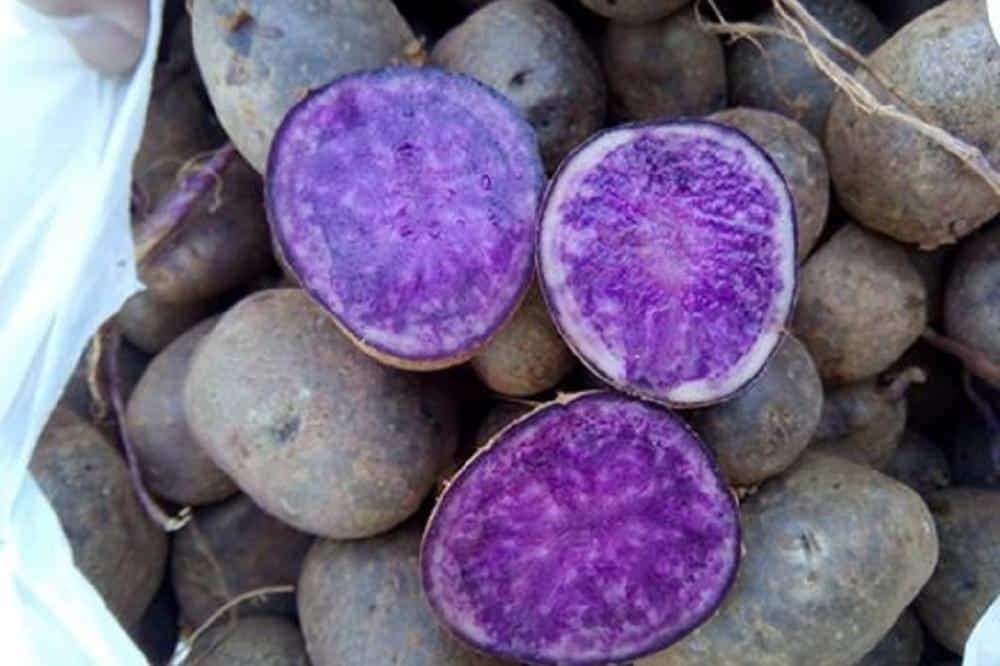 Zamislite LJUBIČASTI POMFRIT - Zašto bi trebalo jesti ljubičasti krompir