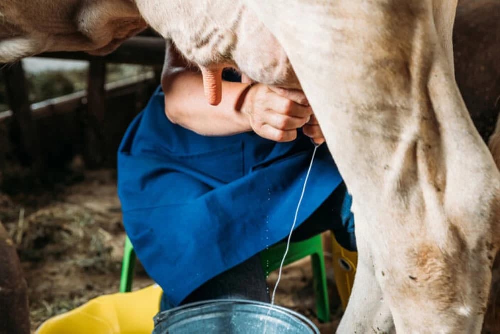 Ručna muža - 10 razloga zašto se vaša krava rita i kako to sprečiti