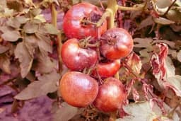 Oštećenja biljaka od ostataka pesticida u zemljištu!