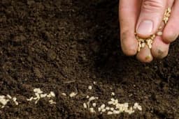 Jesenska sjetva povrća: Odabir, priprema i briga o biljkama