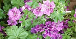 Crni sljez: Idealan narodni lijek