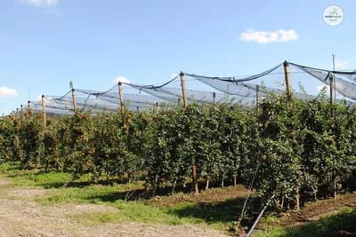 Korona ne obustavlja posao: Voćnjacima i vinogradima nedostaje radnika