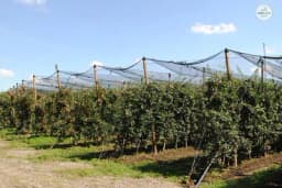 Korona ne obustavlja posao: Voćnjacima i vinogradima nedostaje radnika