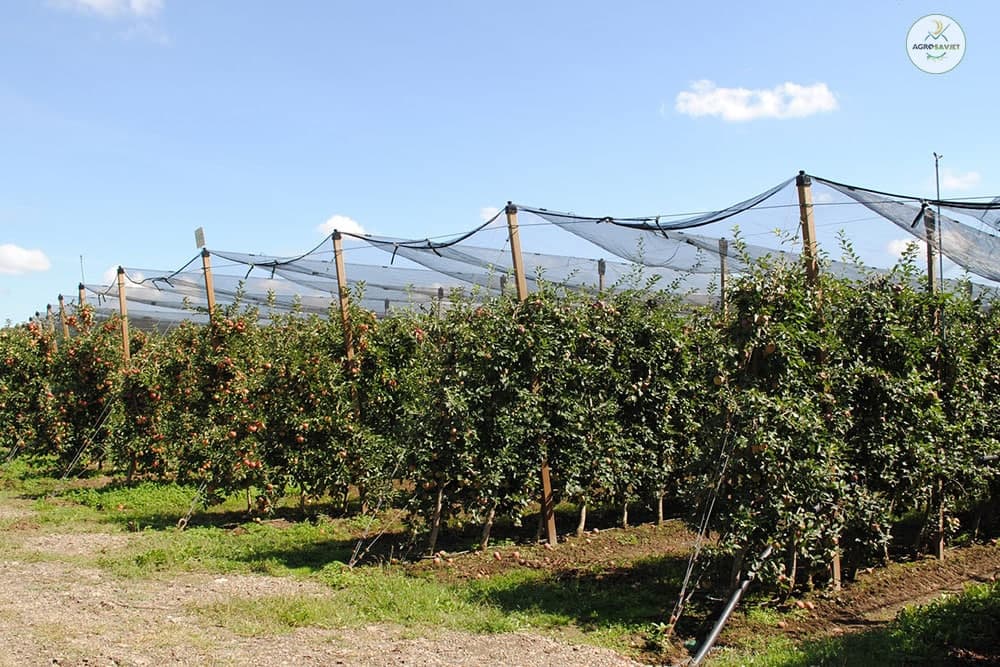 Korona ne obustavlja posao: Voćnjacima i vinogradima nedostaje radnika