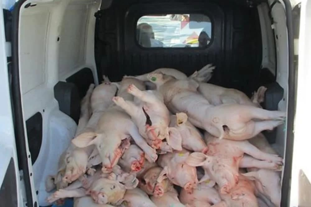 Na farmi otkrivena afrička kuga: Ubijeno 24.000 svinja