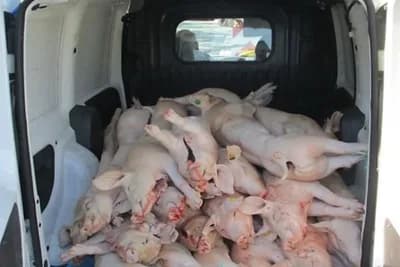 Na farmi otkrivena afrička kuga: Ubijeno 24.000 svinja