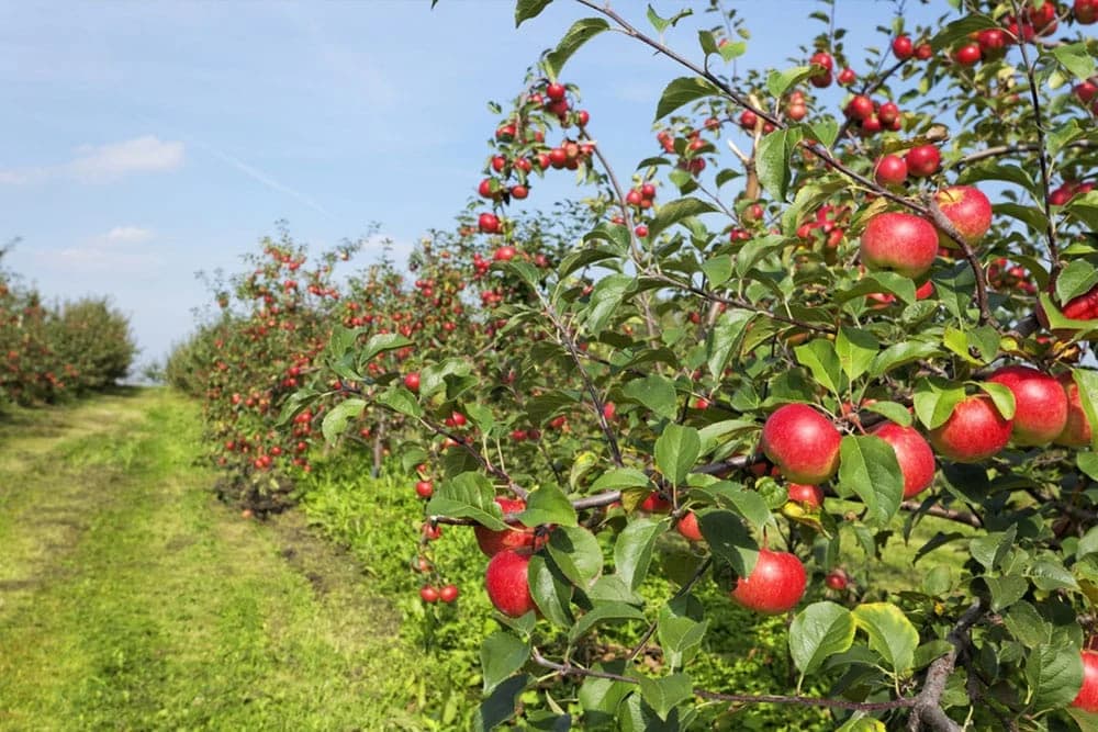 Korisni principi u rezidbi jabuke