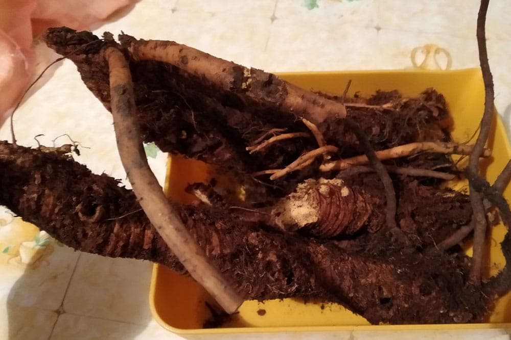 LJEKOVITA SVOJSTVA LINCURE: Gentiana Lutea jača organizam i snižava holesterol