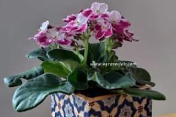 Kako da ljubičice stalno daju raskošne cvjetove