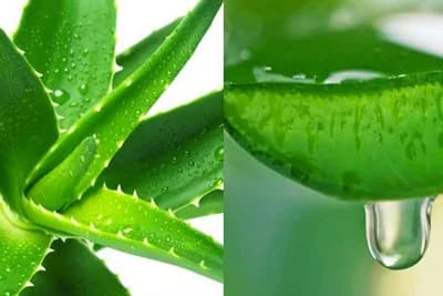 ALOE VERA - Kako je koristiti na najbolji način