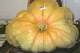 Na najlakši način očistite bundevu i spremite je za jelo