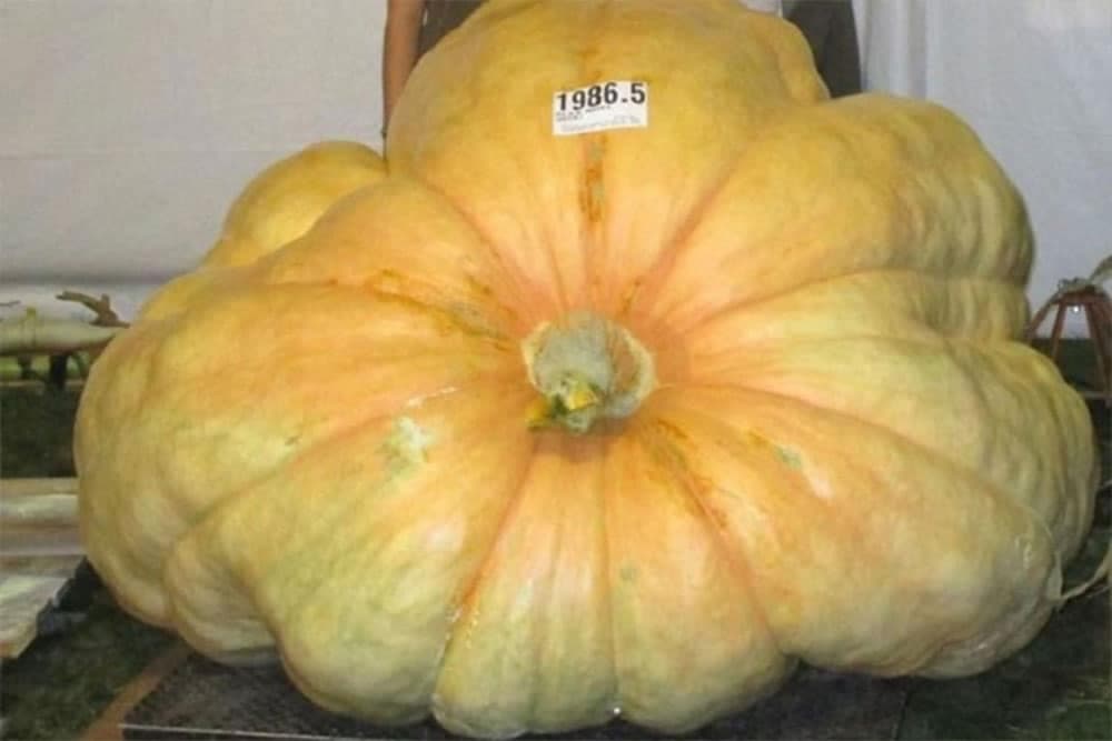 Na najlakši način očistite bundevu i spremite je za jelo