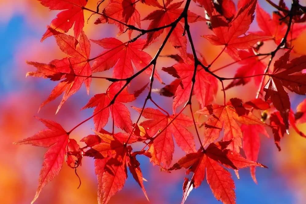 Zašto lišće mijenja boju na jesen