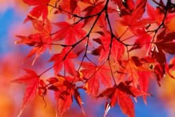 Zašto lišće mijenja boju na jesen