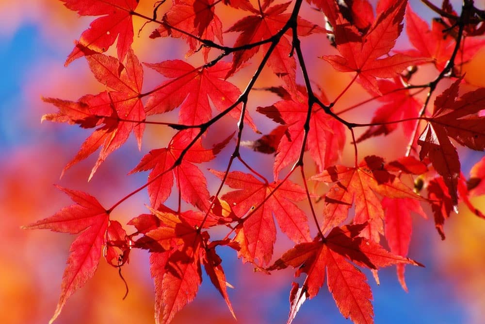 Zašto lišće mijenja boju na jesen