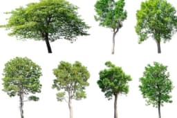 ZASADI DRVO, ZASADI SVOJ KISEONIK: Sadnica je zlato