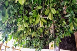 Od ovog alkohola FIKUS će bujati kao lud