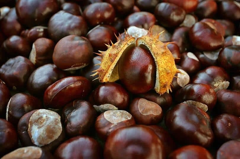 Neven, kupus ili kesten - Odaberite prirodni lijek za pomoć kod proširenih vena