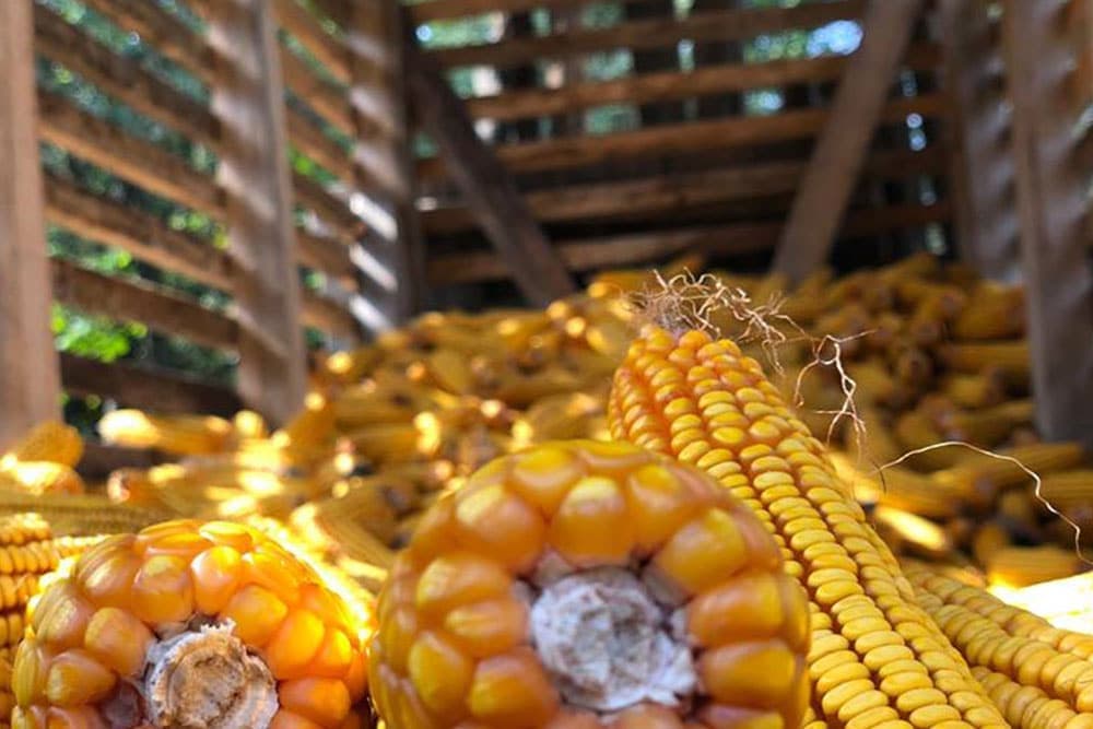 Šteta na usjevima kukuruza u Semberiji od 30 do 70 odsto