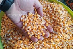 Kako se čuva kukuruz nakon žetve?