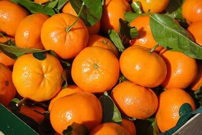 Koje su zdravstvene prednosti mandarina?