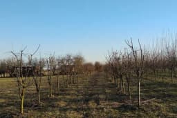 Uticaj zemljišta na životni vijek i rodnost voćaka